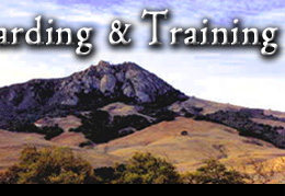 Horse Boarding and Training