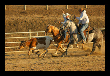 Roping and cattle available